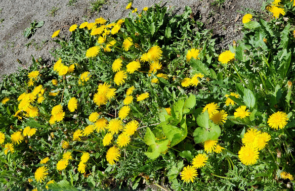 お花シリーズ ②  たんぽぽのピアス 4枚目の画像