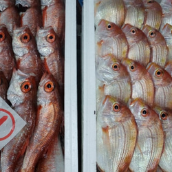 ◆日本海とれたての海の幸を塩のみで仕上げました～島根県沖地魚一夜干し『恵比寿』 7枚目の画像