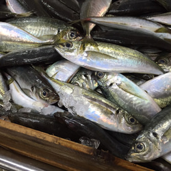 島根県沖毎日干物セット～日本海の清流海域で前日まで泳いでいたお魚で造りました♪ 10枚目の画像