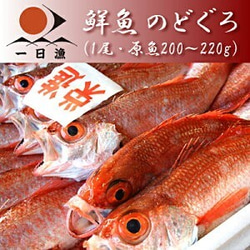 【数量期間限定】一度は食べたい♪鮮魚 のどぐろ(1尾・200～240g)　※漁次第で販売中止・追加販売いたします。　　　 1枚目の画像