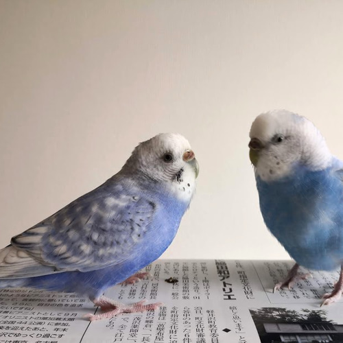 羊毛フェルトのセキセイインコ ペア【オーダメイド】 羊毛フェルト