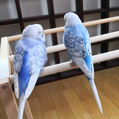 羊毛フェルトのセキセイインコ ペア【オーダメイド】 羊毛