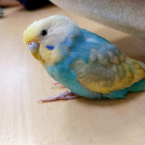 羊毛フェルトのセキセイインコ幼鳥【オーダーメイド】 羊毛