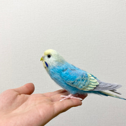 羊毛フェルト。セキセイインコ。オーダーNo.51 羊毛フェルト。セキセイインコ。オーダーNo.51 ぬいぐるみ・人形