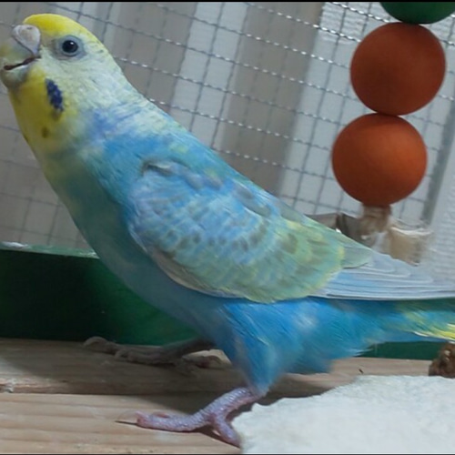 羊毛フェルトのセキセイインコ パステルカラー レインボー【オーダー