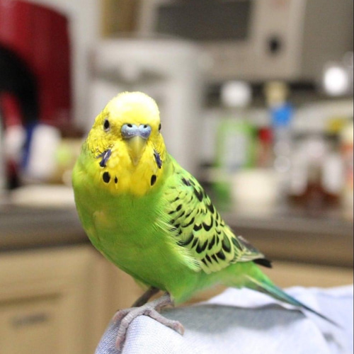 羊毛フェルトのセキセイインコ 緑【オーダーメイド】 羊毛フェルト