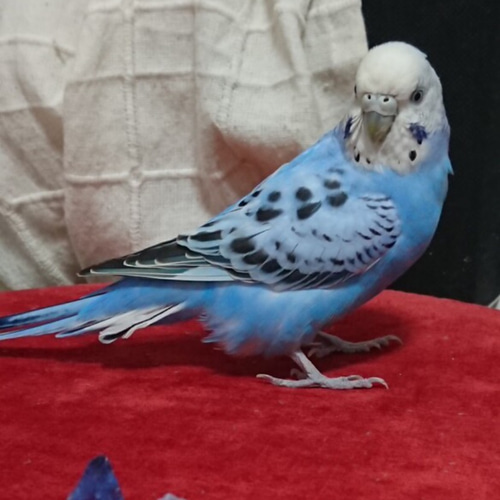 羊毛フェルトのセキセイインコ【オーダメイド】※1羽 羊毛