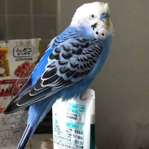 羊毛フェルトのセキセイインコ【オーダメイド】※1羽 羊毛