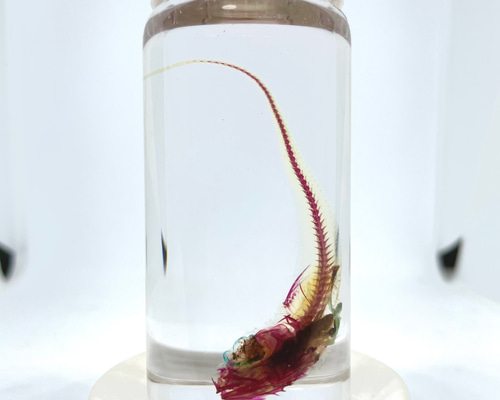 激レア】深海魚 サガミソコダラの透明標本 その他アート ぺんぎん屋