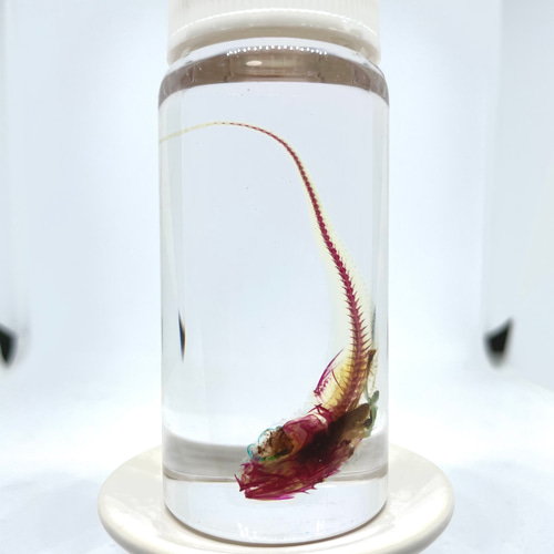 激レア】深海魚 サガミソコダラの透明標本 その他アート ぺんぎん屋