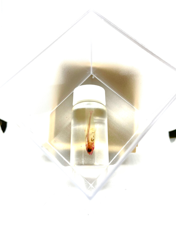 カワムツの透明標本 2枚目の画像