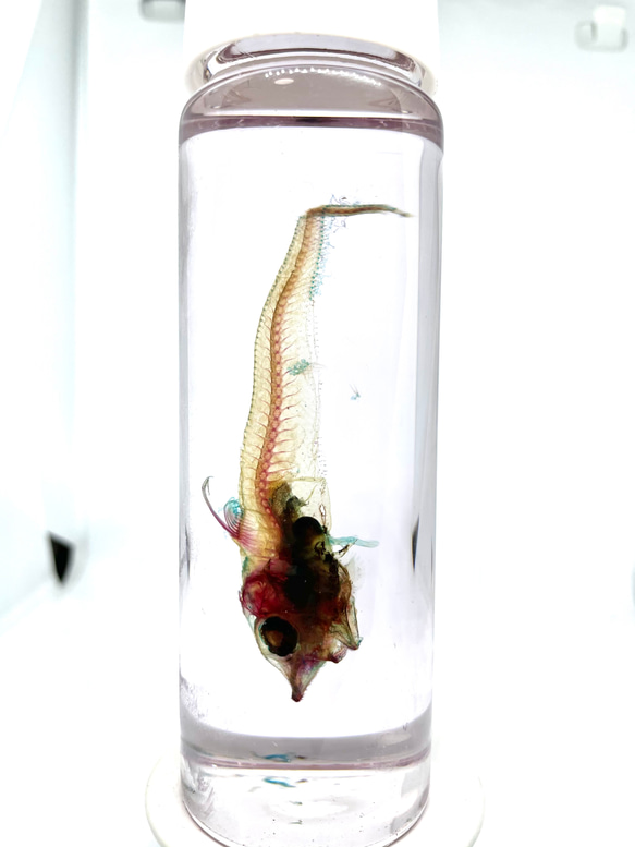 【レア】深海魚　ムグラヒゲの透明標本 1枚目の画像