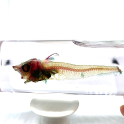 【レア】深海魚　ムグラヒゲの透明標本 2枚目の画像
