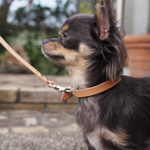 ヌメ革 リード 小型犬用 リード留めタイプ 〜英文字 数字 刻印無料
