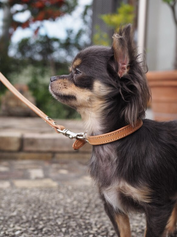 ヌメ革 リード  小型犬用 リード留めタイプ  〜英文字  数字 刻印無料〜 4枚目の画像