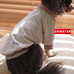 SS / S / M / 　ラグラン袖　重ね着風Ｔシャツ　小型犬用　 1枚目の画像