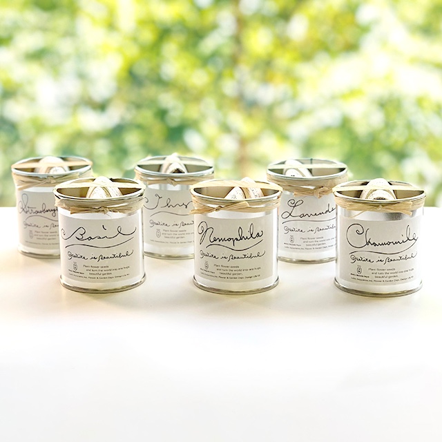 開花中♥ラベンダー　キューデラ アンティークパープル♥人気品種♥花苗ポットごと 開花中♥ラベンダー キューデラ アンティークパープル♥人気品種