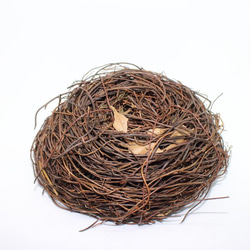 小鳥の巣（バードネスト）約15cm　卵３個つき 4枚目の画像