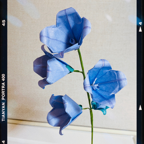 桔梗の花 その他アート ハナハナ 通販 12463772｜Creema(クリーマ)