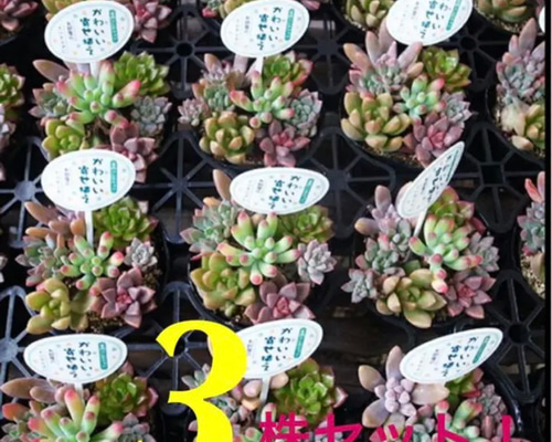 多肉植物 可愛い♡小苗セット③ お得な3株SET❗️【 カラフル多肉植物 寄せ植え 2.5号サイズ 苗