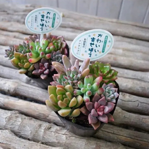 お得な3株SET❗️【 カラフル多肉植物 寄せ植え 2.5号サイズ 苗 多肉