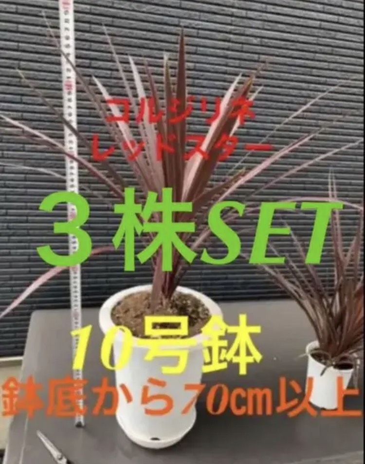 ③株SET‼️【1番大人気 コルジリネ レッドスター 大きなTYPE】