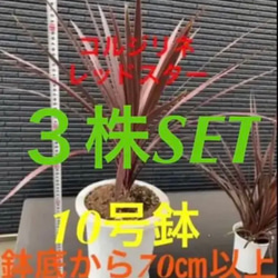 ③株SET‼️【1番大人気 コルジリネ レッドスター 大きなTYPE