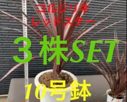 ③株SET‼️【1番大人気 コルジリネ レッドスター 大きなTYPE