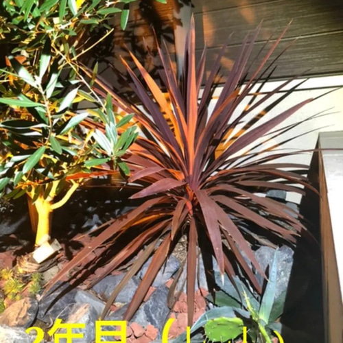 ③株SET‼️【1番大人気 コルジリネ レッドスター 大きなTYPE