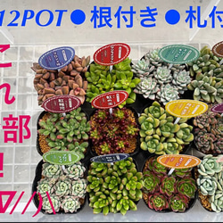 ※②月分入荷^ ^【12POT❗️札付き❗️ぷりぷり多肉❗️❗️】★ 1枚目の画像