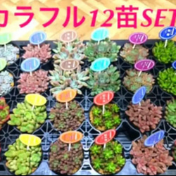 ※即購入OK❗️【★大人気の多肉植物12苗SET★再販❗️    カラフル12苗セット^ ^⚠️今ならオマケ付き⚠️ 1枚目の画像