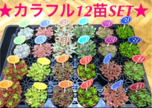即購入OK❗️【☆大人気の多肉植物12苗SET☆再販❗️ カラフル12苗  