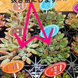 ※即購入OK❗️【★大人気の多肉植物12苗SET★再販❗️    カラフル12苗セット^ ^⚠️今ならオマケ付き⚠️ 2枚目の画像