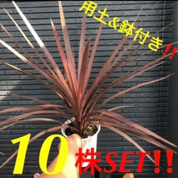 超お得！ コルジリネ レッドスター ⑩株SET！ ⑩株まとめ買いSET❗️コルジリネ レッドスター 鉢 用土込大きなTYPE