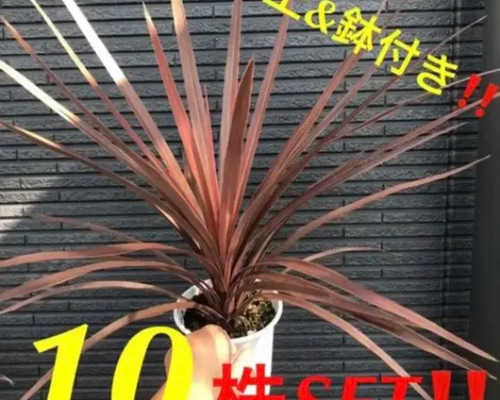 ③株SET‼️ 1番大人気 コルジリネ レッドスター 送料込み 大きなTYPE ③株SET‼️【1番大人気 コルジリネ レッドスター 大きなTYPE