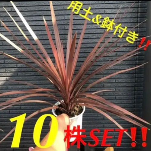 ⑩株まとめ買いSET❗️コルジリネ レッドスター 鉢 用土込大きなTYPE  