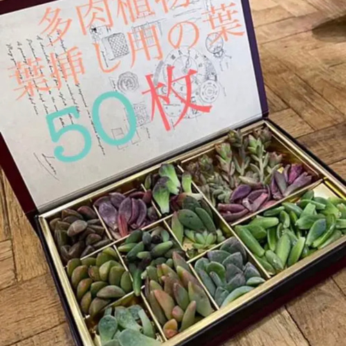 チョコレート錦10枚入り❗️［多肉植物 葉挿し用の葉 50枚］ その他  
