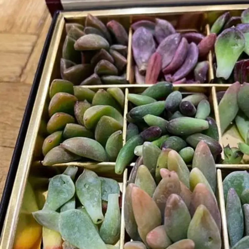 チョコレート錦10枚入り❗️［多肉植物 葉挿し用の葉 50枚］ その他  