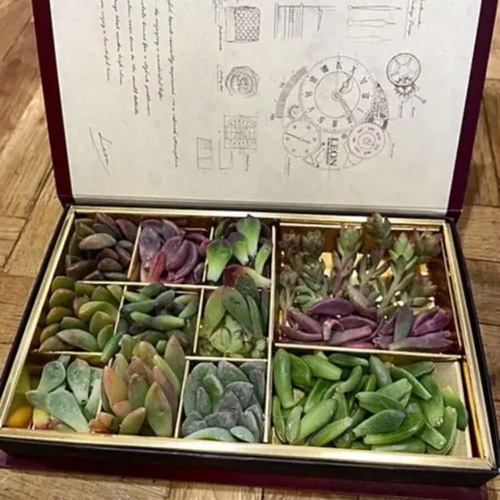 チョコレート錦10枚入り❗️［多肉植物 葉挿し用の葉 50枚］ その他  