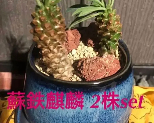 ✳️目玉商品✳️ 蘇鉄麒麟 ユーフォルビア パイナップルコーン 20本SET‼️ ✳️目玉商品✳️ 蘇鉄麒麟 ユーフォルビア パイナップルコーン