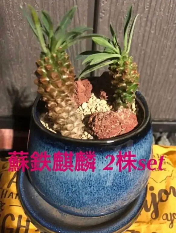 絶対オススメですよ！蘇鉄麒麟 ユーフォルビア パイナップル