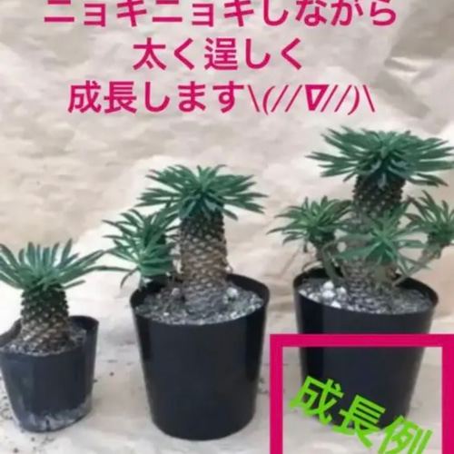 絶対オススメですよ！蘇鉄麒麟 ユーフォルビア パイナップル