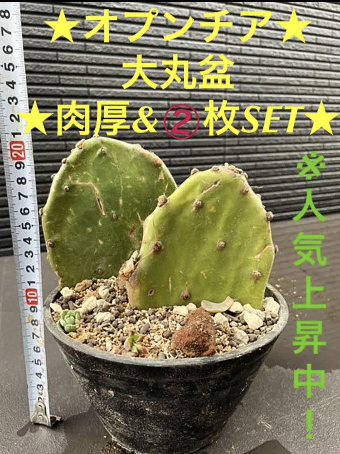 fuuhaa0228 様、確認用！ 大丸盆、ウチワサボテン、5枚、 ウチワサボテン：オプンチア 大丸盆*カット苗 | サボテン＆多肉