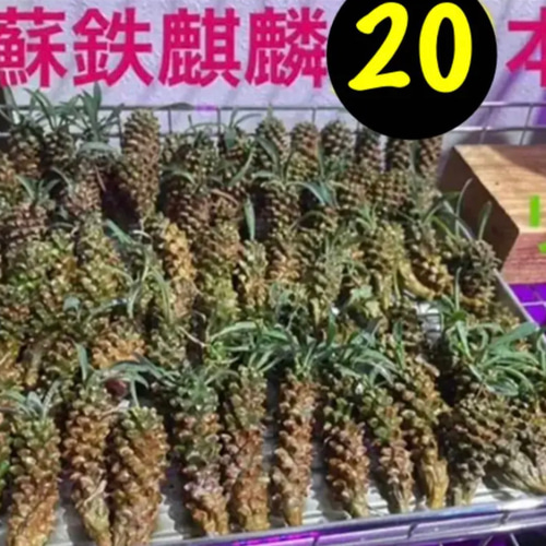 ✳️目玉商品✳️ 蘇鉄麒麟 ユーフォルビア パイナップルコーン 20本SET‼️