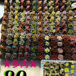  第1張的照片