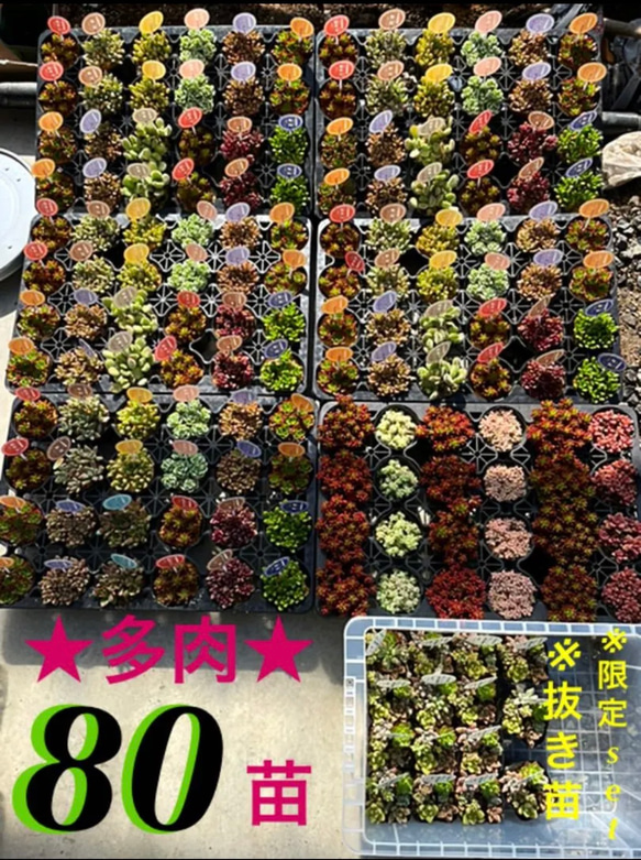  第1張的照片