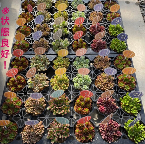  第2張的照片