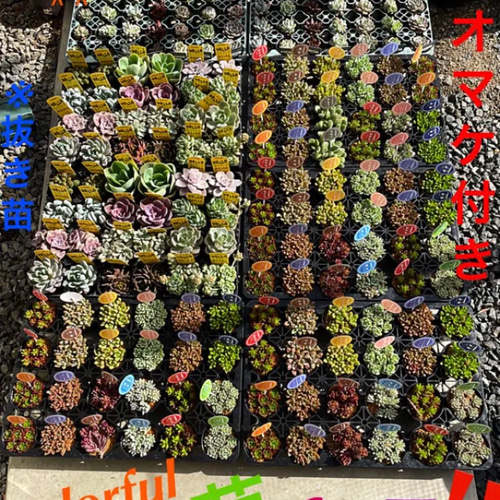 反響リク多数のため⑧月末まで❗️❗️❗️多肉 抜き苗 80苗 根付きを