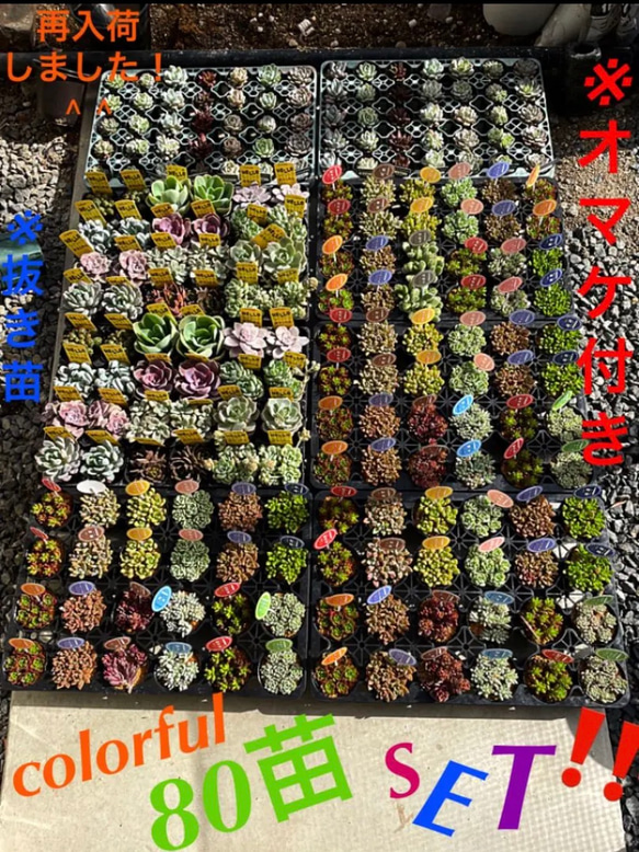 反響リク多数のため⑧月末まで❗️❗️❗️多肉 抜き苗 80苗 根付きを