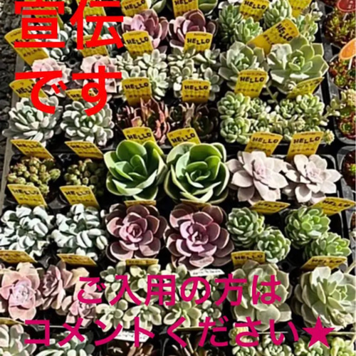 売却済み3/12札落ち(抜き苗)多肉植物 4種セット 多肉植物 抜き苗 - メルカリ